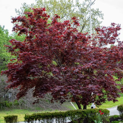 Bloodgood Japanese Maple plant with deep red foliage in outdoor yard Live Good Logistics on Tampa Home & Garden Store