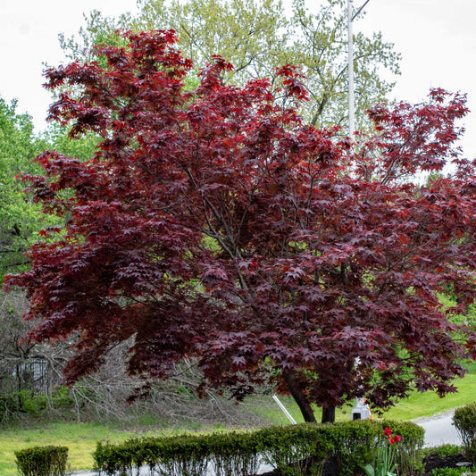 Bloodgood Japanese Maple plant with deep red foliage in outdoor yard Live Good Logistics on Tampa Home & Garden Store