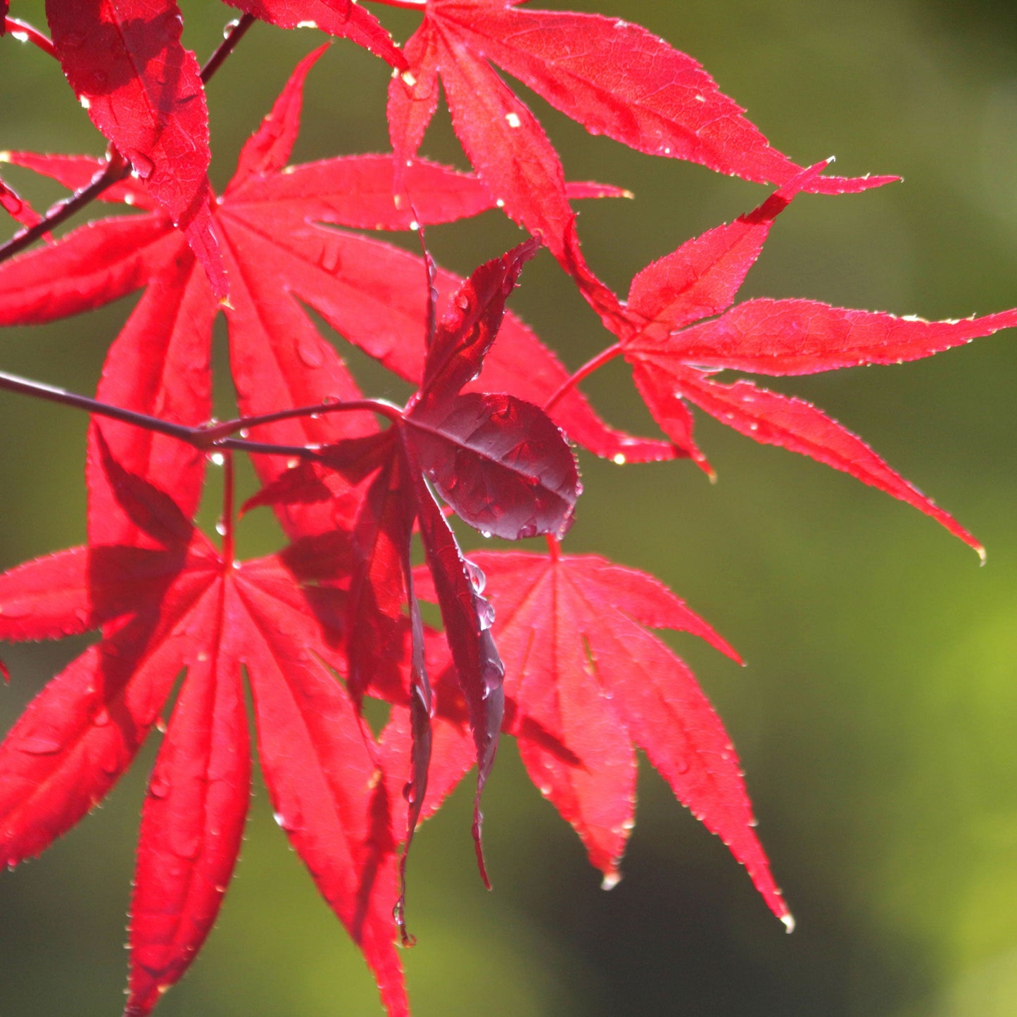 Bloodgood Japanese Maple plant with bright red leaves brand Live Good Logistics on Tampa Home & Garden Store