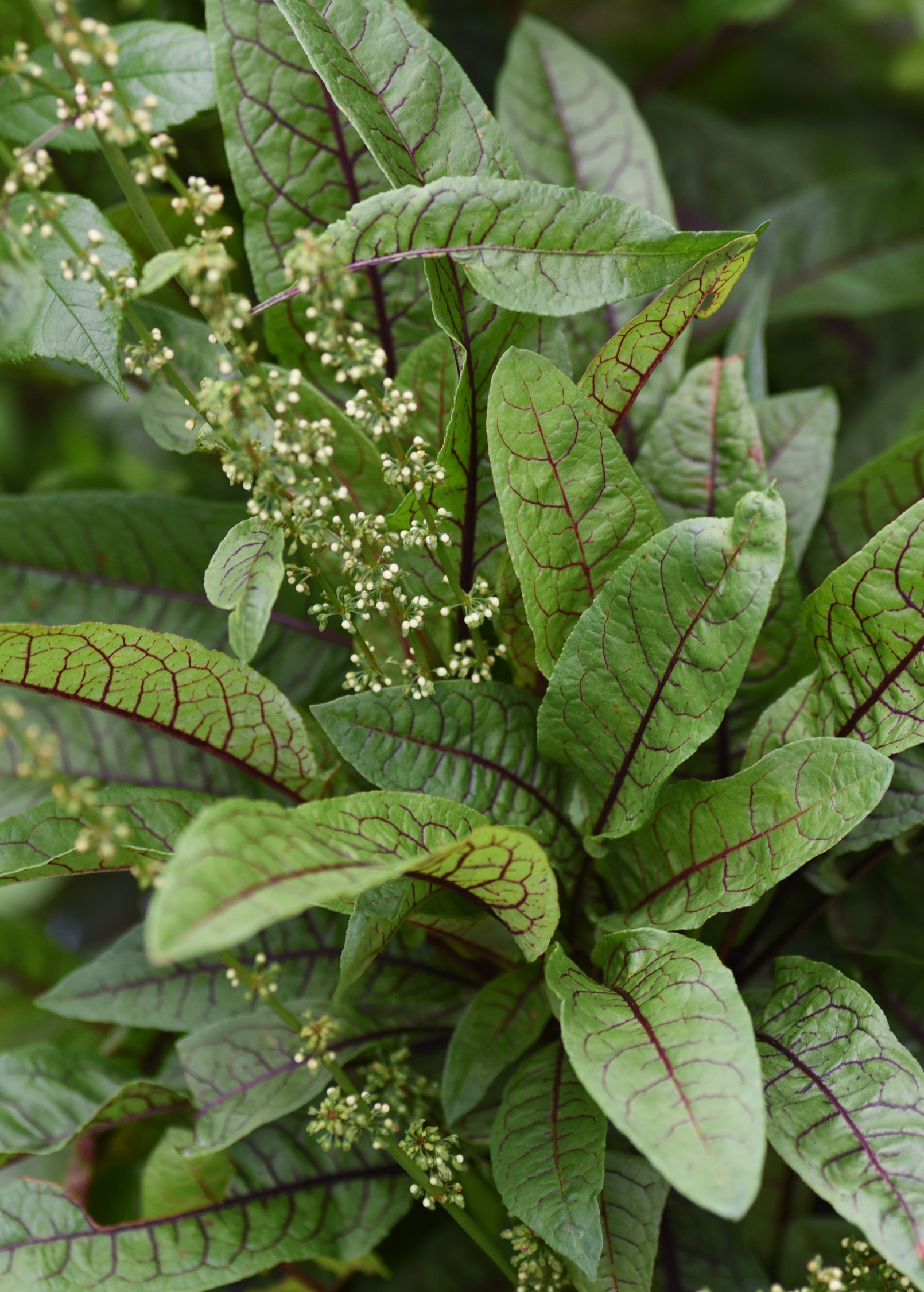 Bloody Dock (Rumex sanguineus) - Tampa Home & Garden Store