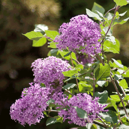 Bloomerang Lilac Bush plant by Live Good Logistics with purple flower clusters and green foliage on Tampa Home & Garden Store