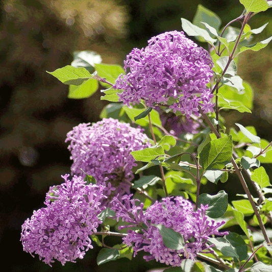 Bloomerang Lilac Bush plant by Live Good Logistics with purple flower clusters and green foliage on Tampa Home & Garden Store