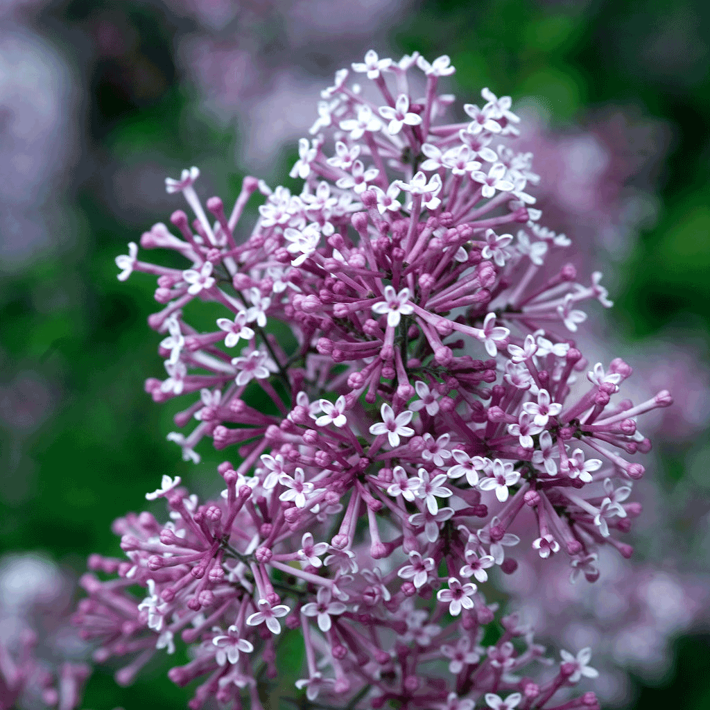Bloomerang Lilac Bush plant with pink-lavender flower clusters on Tampa Home & Garden Store