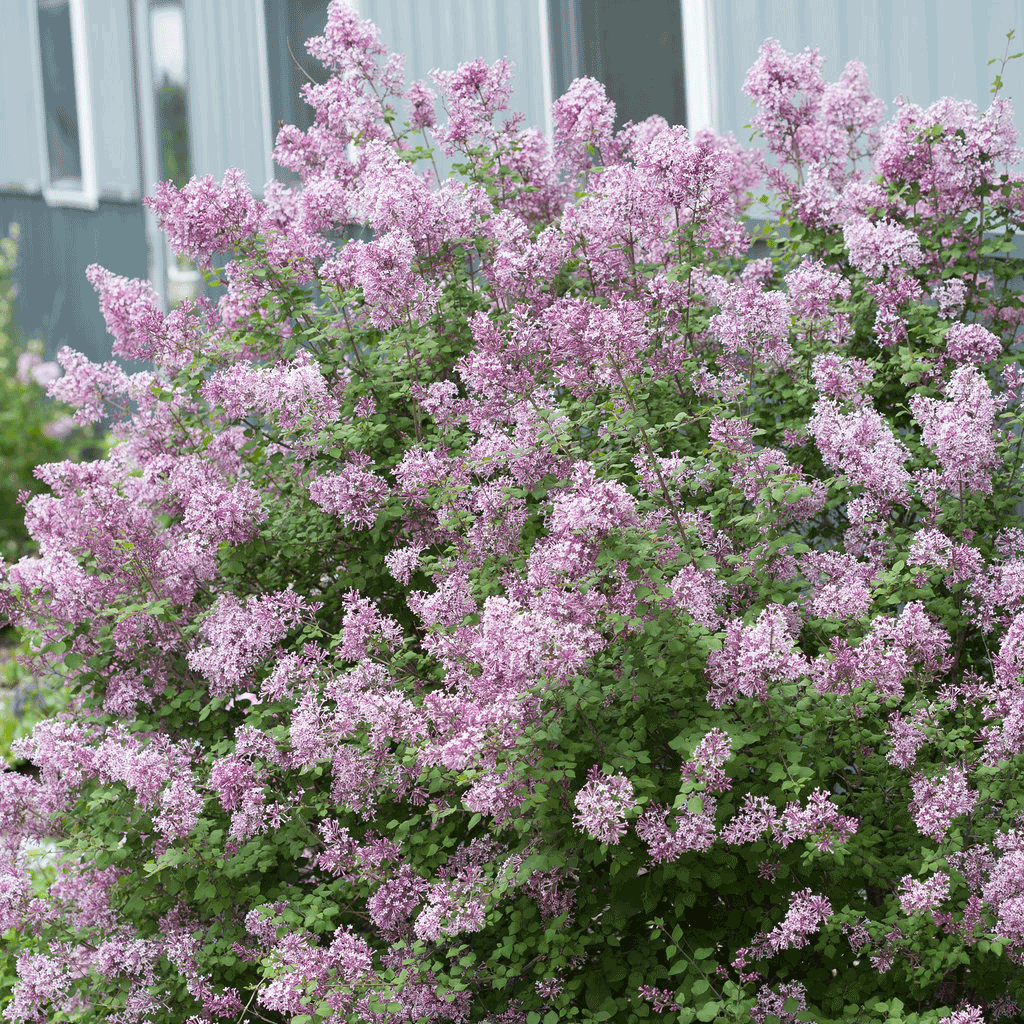Bloomerang Lilac Bush flowering shrub with dense green foliage and lavender blooms on Tampa Home & Garden Store