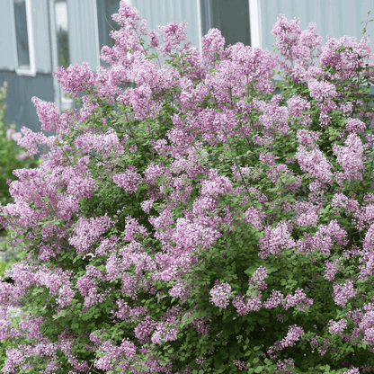 Bloomerang Lilac Bush flowering shrub with dense green foliage and lavender blooms on Tampa Home & Garden Store