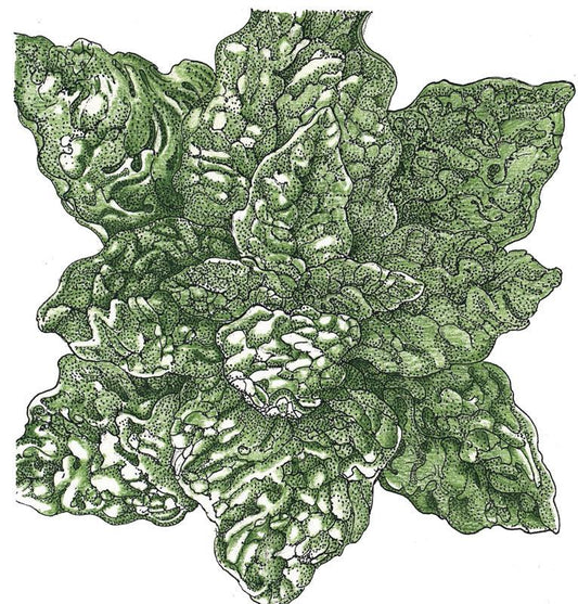 Bloomsdale Spinach Seeds (Organic) - Tampa Home & Garden Store