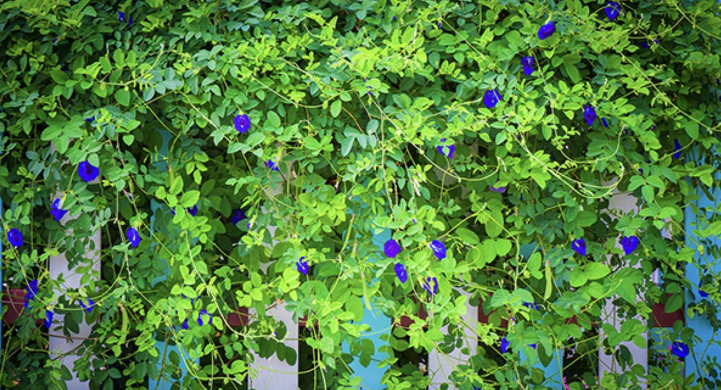Blue Butterfly Pea Vine Flower - 35 Seeds - Tampa Home & Garden Store
