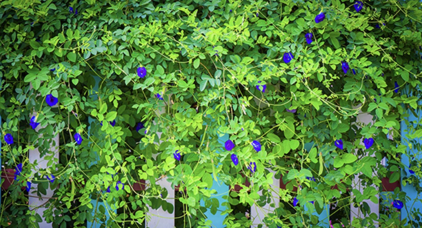 Blue Butterfly Pea Vine Flower - 35 Seeds - Tampa Home & Garden Store