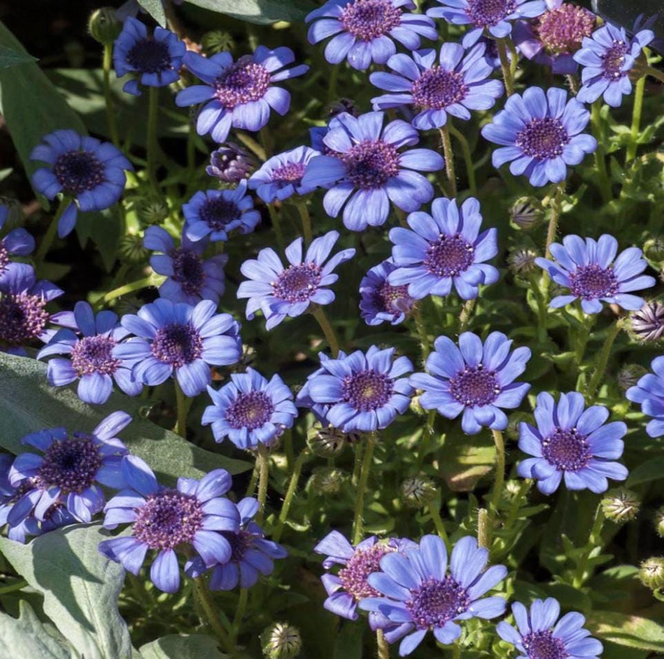 Blue Daisy - 100 Seeds - Colorful Flowers Garden Plants - Tampa Home & Garden Store