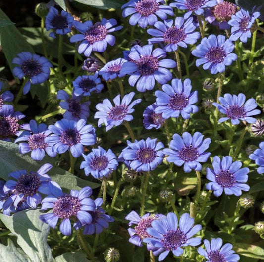 Blue Daisy - 100 Seeds - Colorful Flowers Garden Plants - Tampa Home & Garden Store