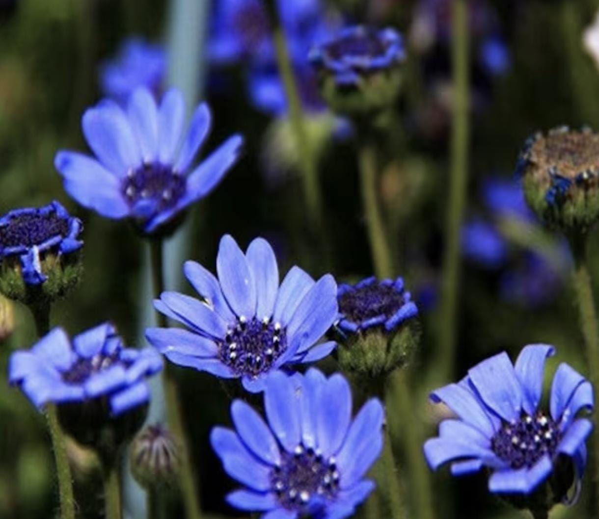 Blue Daisy - 100 Seeds - Colorful Flowers Garden Plants - Tampa Home & Garden Store