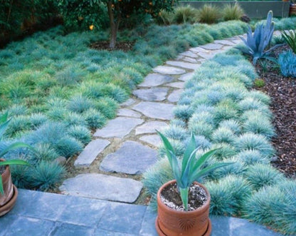 Blue Fescue Ornamental Grass Seeds - Perennial, Low Growing, Drought Tolerant - Tampa Home & Garden Store