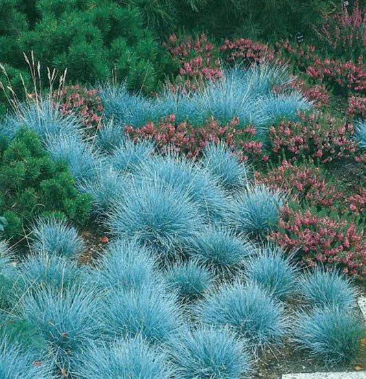 Blue Fescue Ornamental Grass Seeds - Perennial, Low Growing, Drought Tolerant - Tampa Home & Garden Store