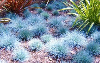 Blue Fescue Ornamental Grass Seeds - Perennial, Low Growing, Drought Tolerant - Tampa Home & Garden Store