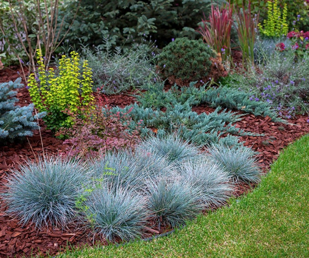 Blue Fescue Ornamental Grass Seeds - Perennial, Low Growing, Drought Tolerant - Tampa Home & Garden Store