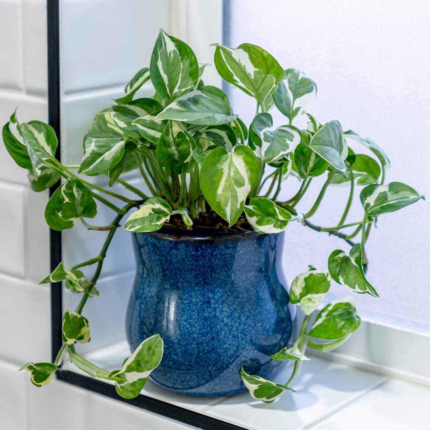 River Blue ceramic plant pot with rubber liner housing a variegated pothos on Tampa Home & Garden Store