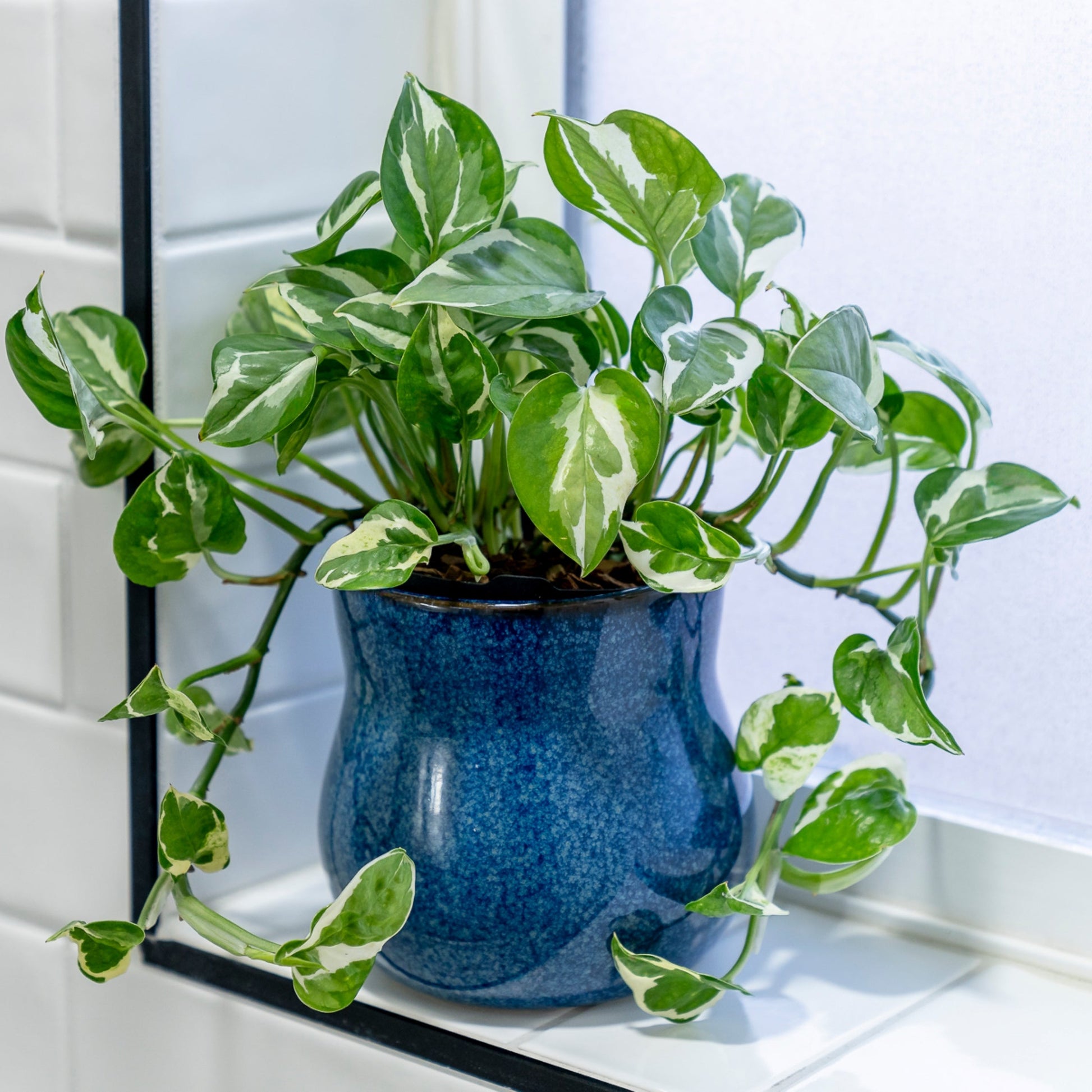 River Blue ceramic plant pot with rubber liner housing a variegated pothos on Tampa Home & Garden Store