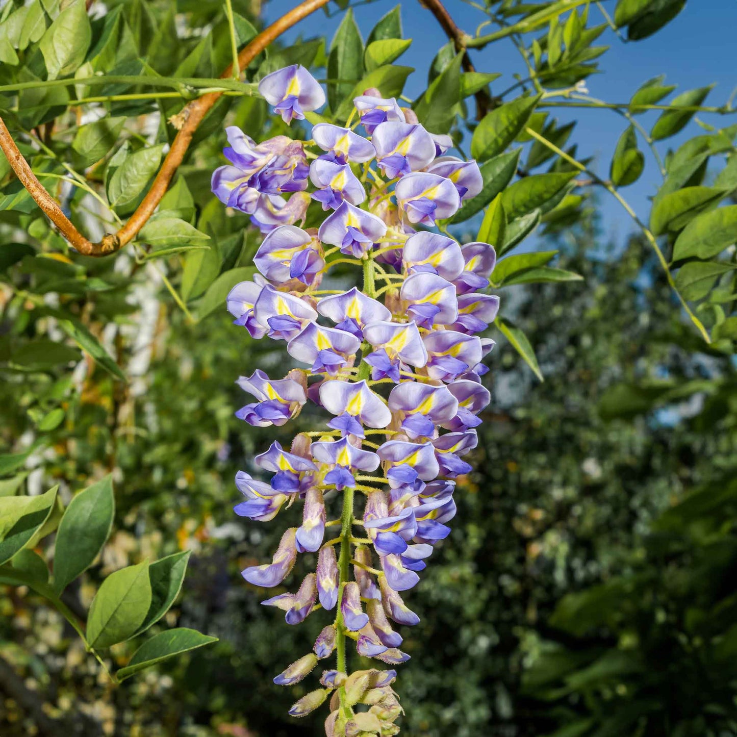 Blue Moon Wisteria plant with lavender purple blooms on a climbing vine on Tampa Home & Garden Store