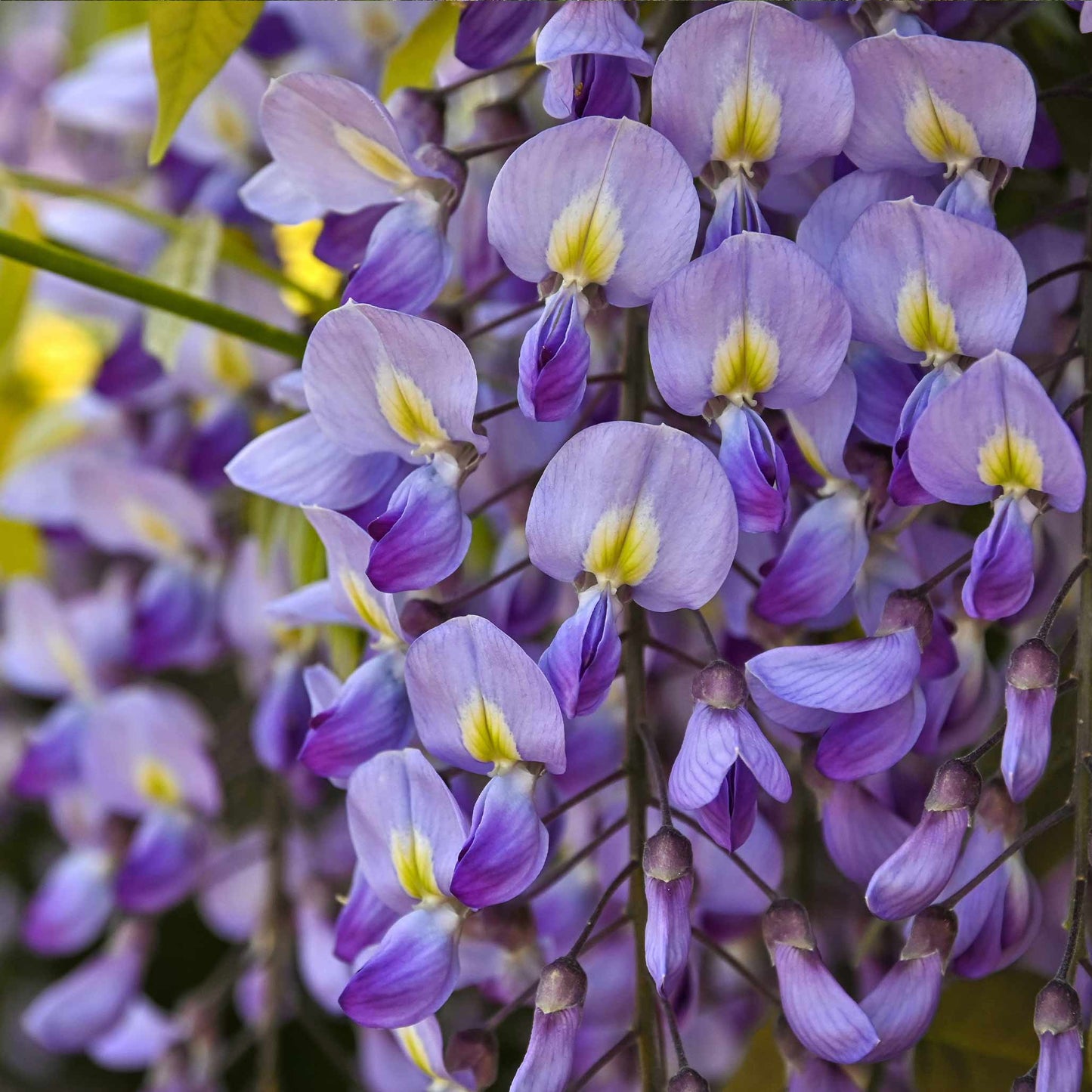 Blue Moon Wisteria plant with purple blooms and yellow throat by Live Good Logistics on Tampa Home & Garden Store