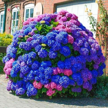 Blue Pink Purple Hydrangea Seeds- Beautiful and Hardy Perennial Flowers - Tampa Home & Garden Store