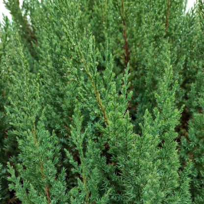 Blue Point Juniper Topiary plant with dense green foliage Live Good Logistics on Tampa Home & Garden Store