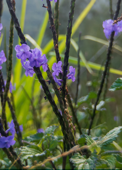 Blue Porterweed (Stachytarpheta jamaicensis) - Tampa Home & Garden Store