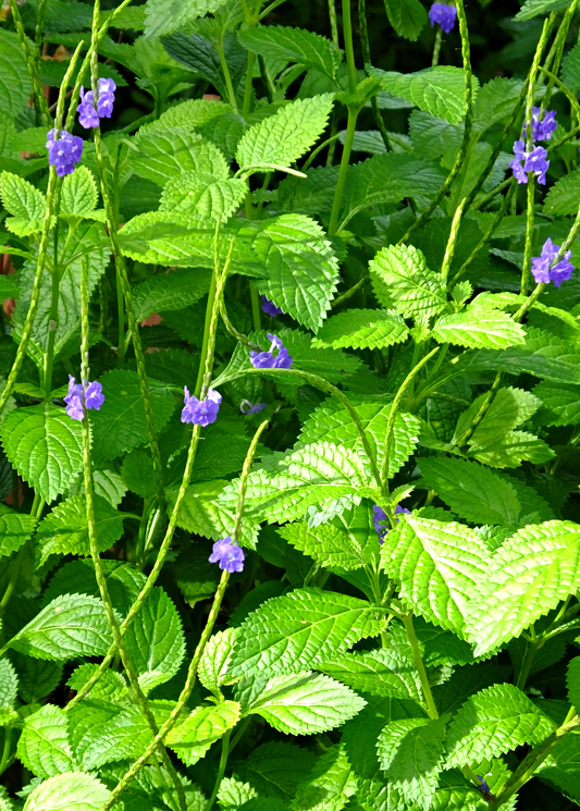 Blue Porterweed (Stachytarpheta jamaicensis) - Tampa Home & Garden Store
