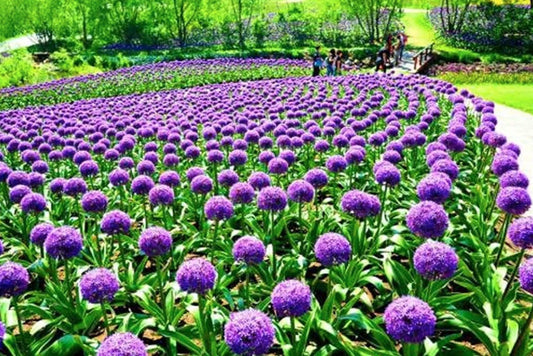 Blue Purple Giant Allium Seeds - Globemaster Allium Giganteum Flower Seeds - Tampa Home & Garden Store