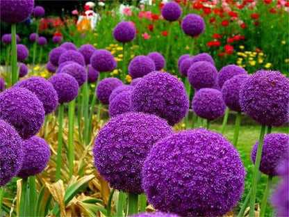 Blue Purple Giant Allium Seeds - Globemaster Allium Giganteum Flower Seeds - Tampa Home & Garden Store