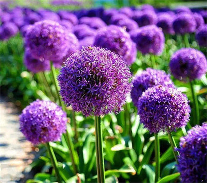 Blue Purple Giant Allium Seeds - Globemaster Allium Giganteum Flower Seeds - Tampa Home & Garden Store