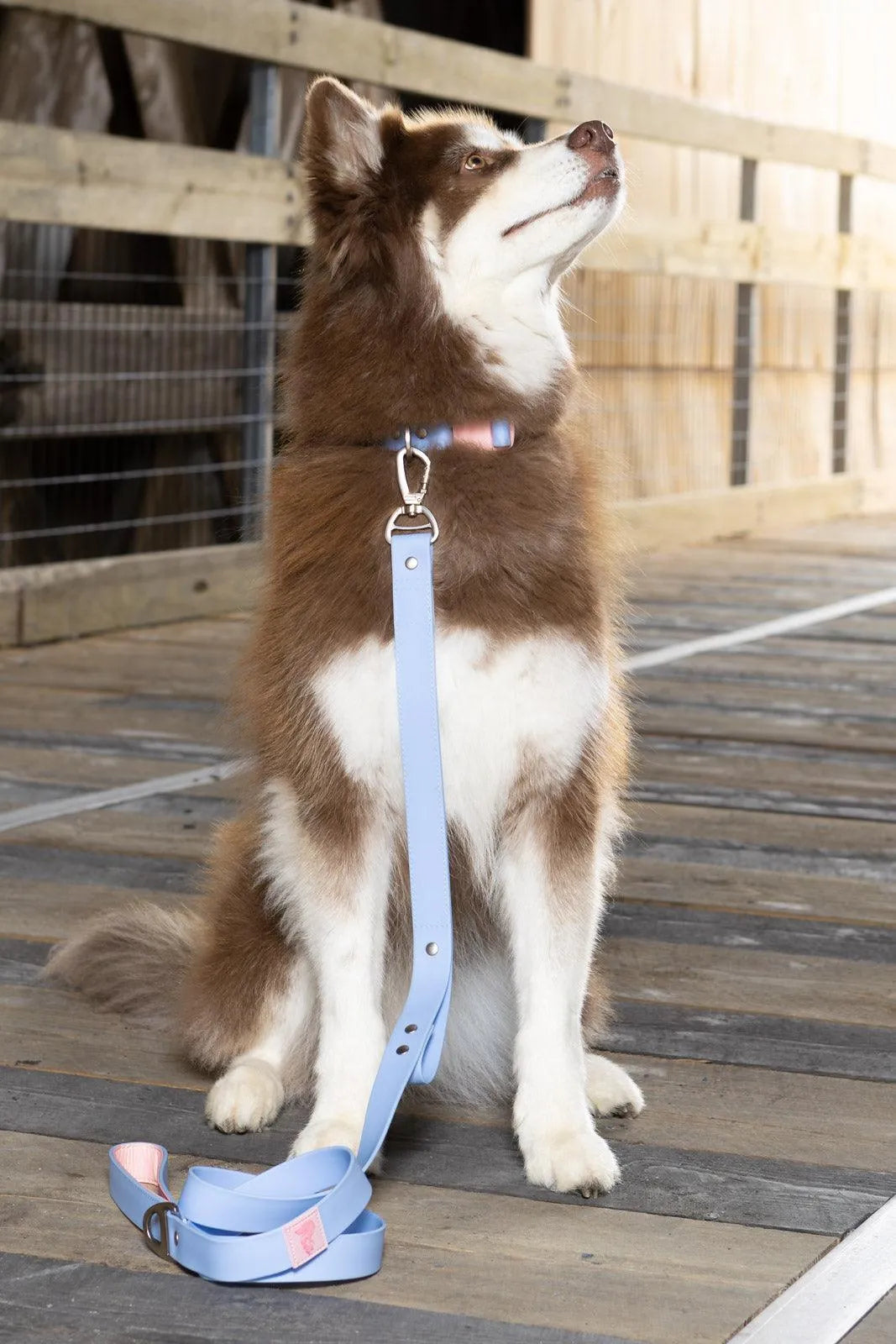 Blue Sky Orchid Waterproof Dog Collar - Tampa Home & Garden Store