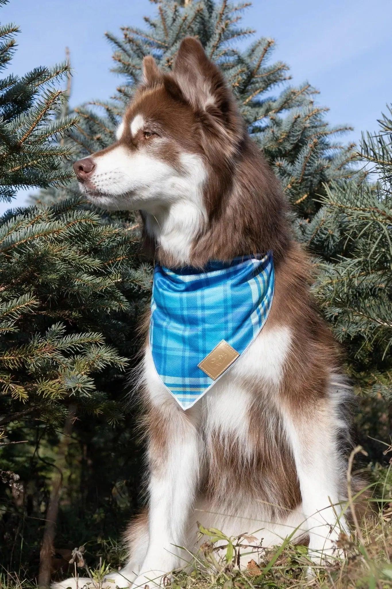 Blue Spruce Plaid Dog Bandana - Tampa Home & Garden Store