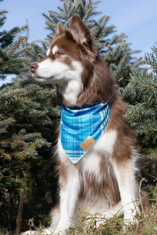Blue Spruce Plaid Dog Bandana - Tampa Home & Garden Store