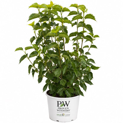 Blue Muffin Arrowwood Viburnum plant in a white Proven Winners pot on Tampa Home & Garden Store