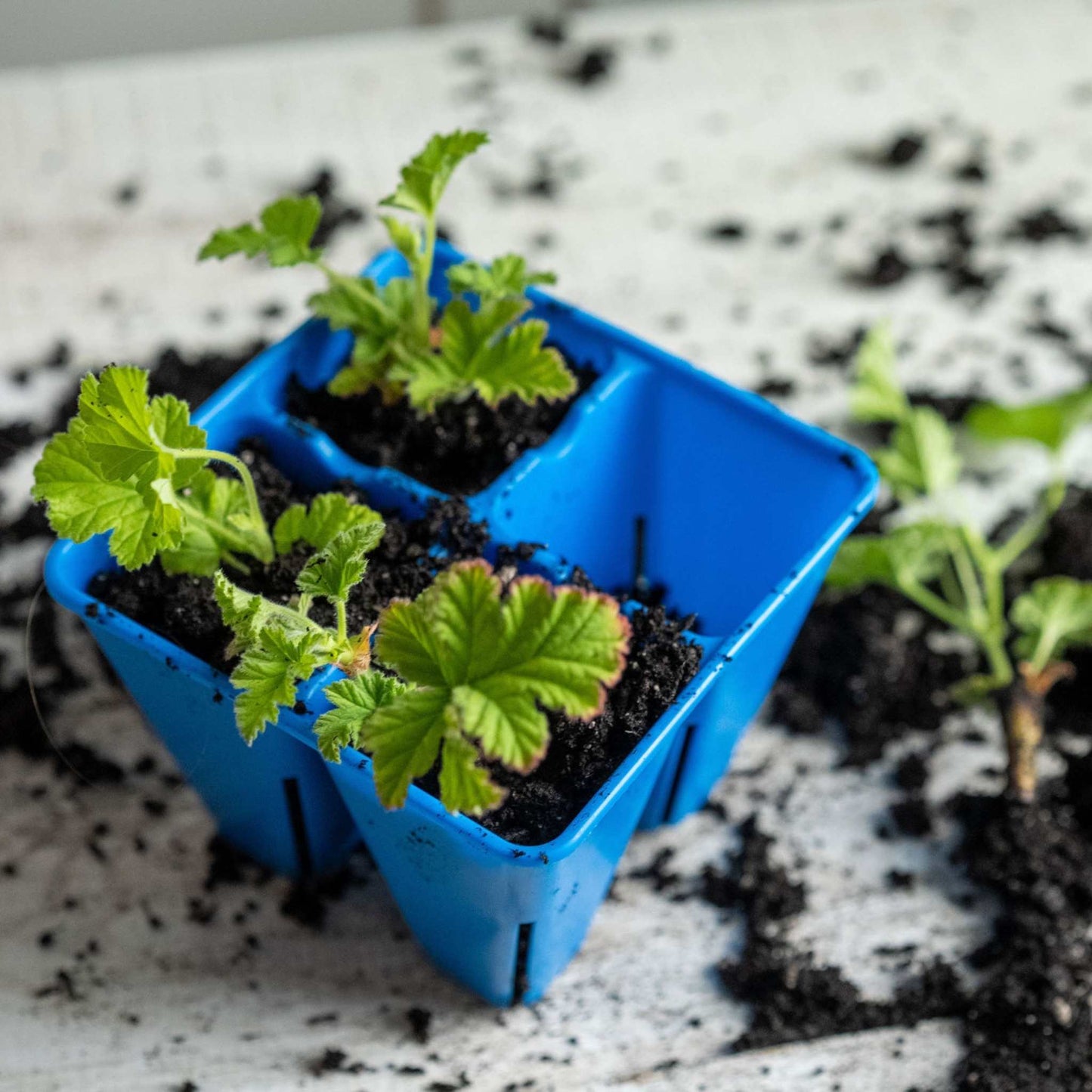 4 Cell Seed Tray Cell Plug Tray