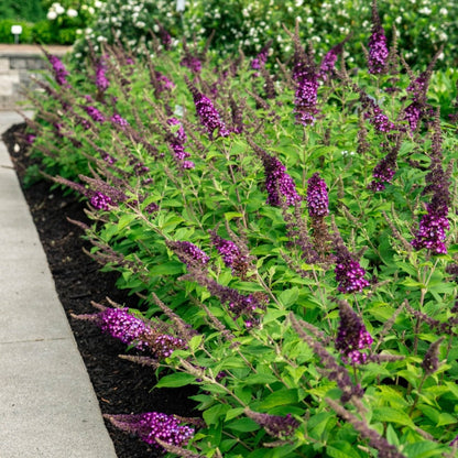 Blueberry Pie Butterfly Bush plant with purple flower spikes in a landscaping bed on Tampa Home & Garden Store