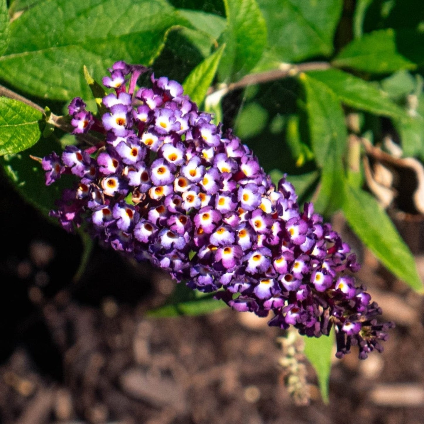 Blueberry Pie Butterfly Bush plant with purple flower clusters and green leaves on Tampa Home & Garden Store