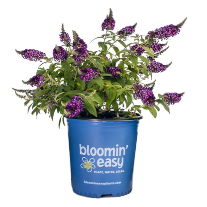 Blueberry Pie Butterfly Bush plant with purple bloom clusters in a blue pot on Tampa Home & Garden Store
