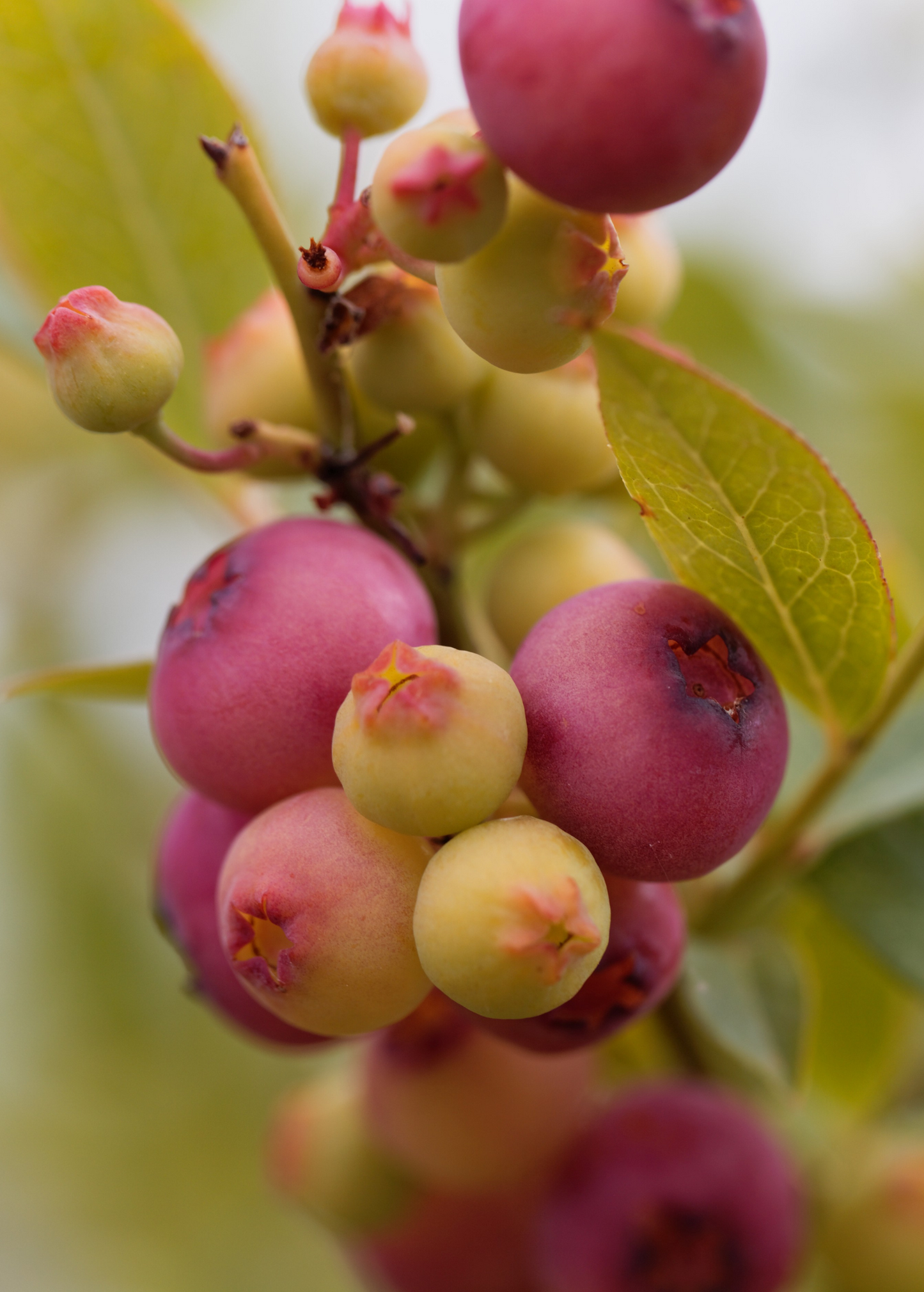 Blueberry 'Pink Lemonade' (Vaccinium corymbosum 'Pink Lemonade') - Tampa Home & Garden Store
