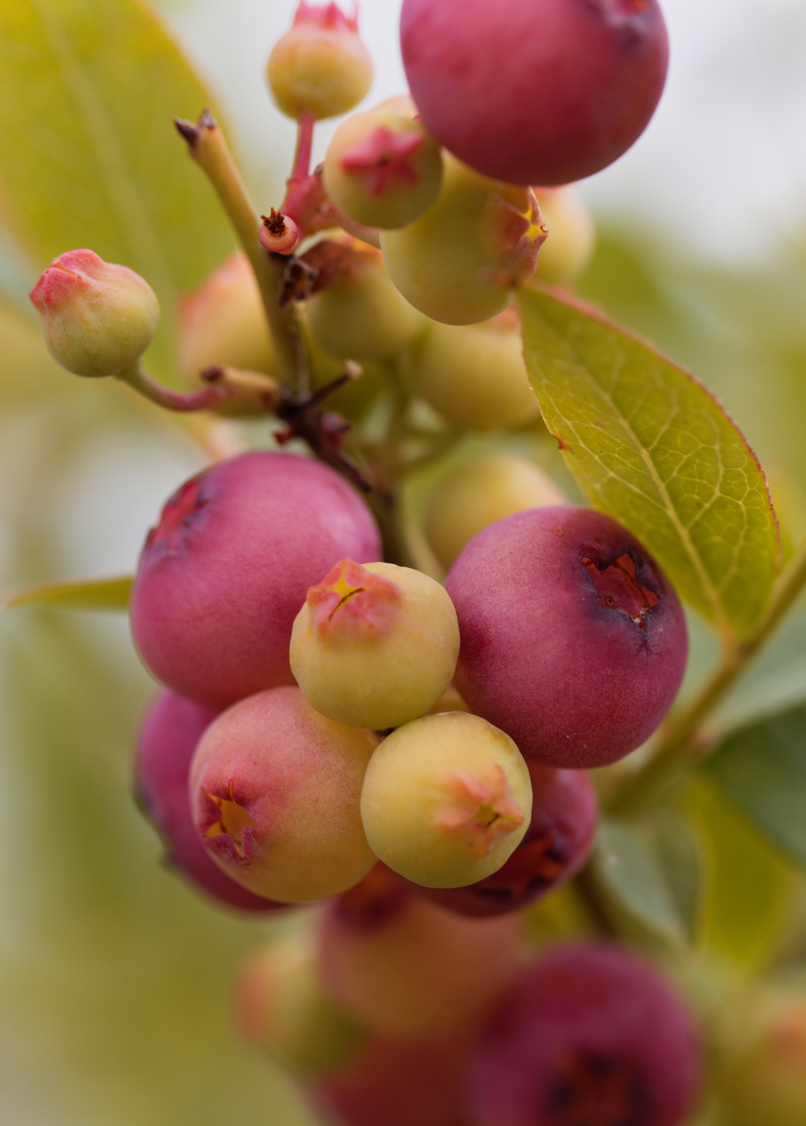 Blueberry 'Pink Lemonade' (Vaccinium corymbosum 'Pink Lemonade') - Tampa Home & Garden Store