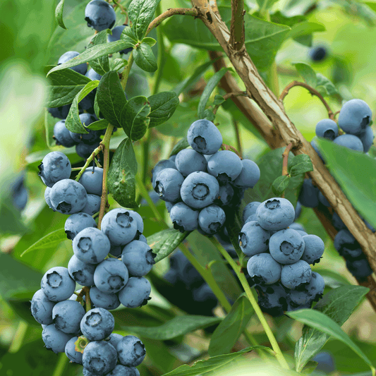 Bluecrop blueberry plant with plump blue berries on glossy green leaves on Tampa Home & Garden Store