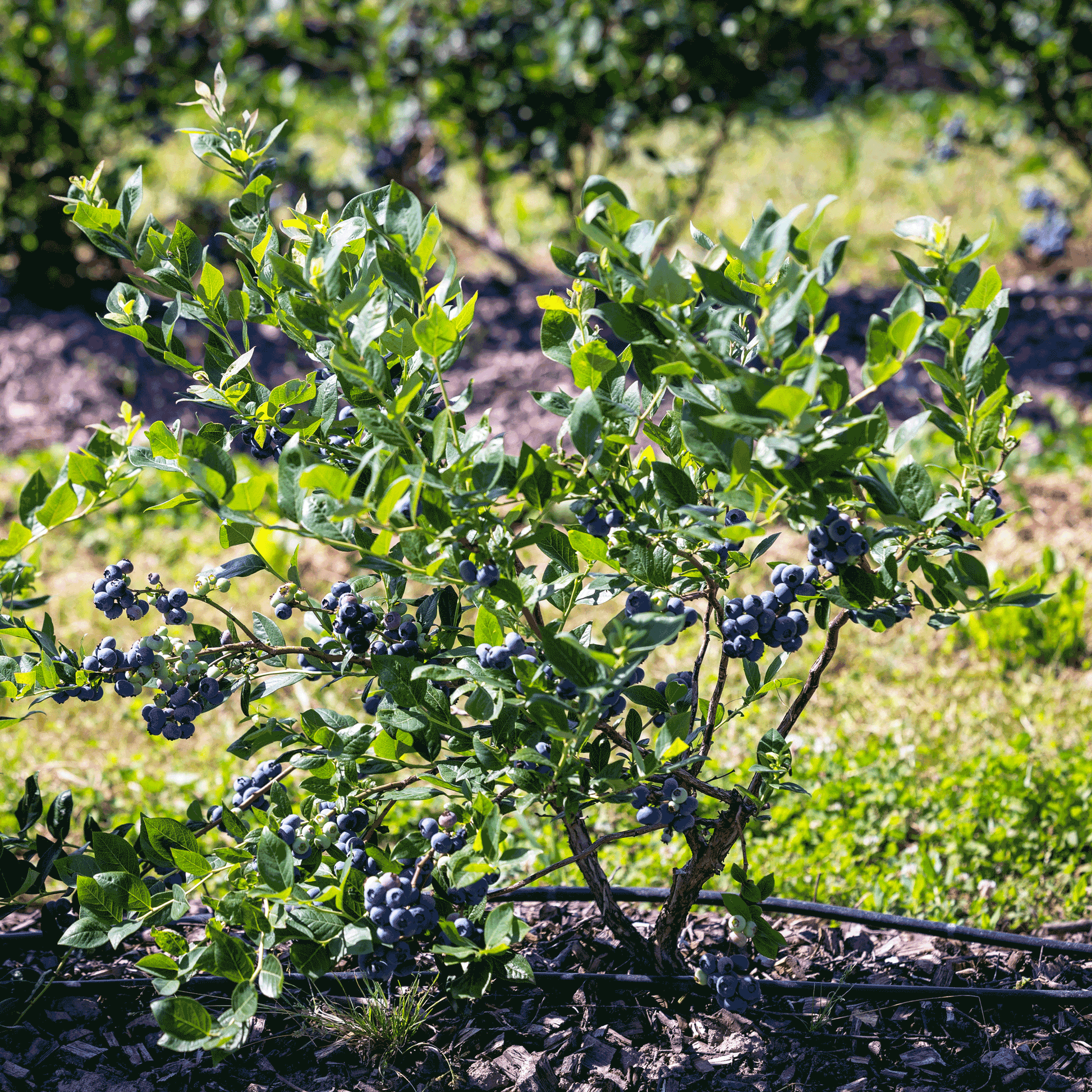 Bluecrop blueberry plant outdoor shrub with dark blueberries and glossy green leaves on Tampa Home & Garden Store
