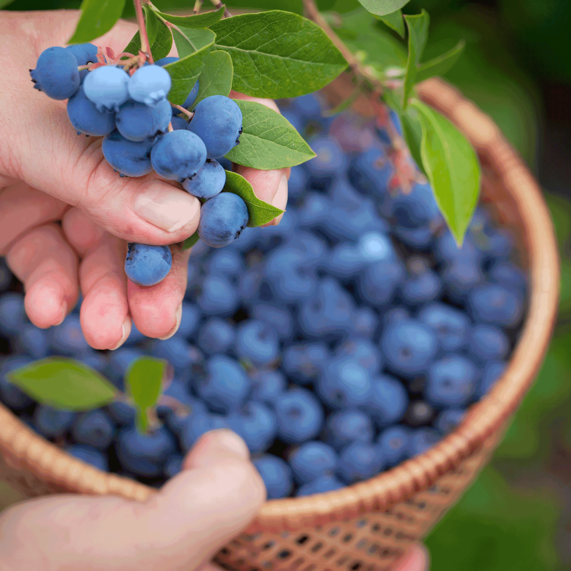 Bluecrop blueberry plant with ripe berries and green leaves hand-held by Live Good Logistics on Tampa Home & Garden Store