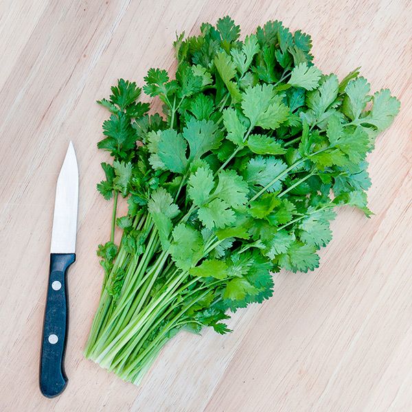 Caribe Cilantro greens bunch with trimmed stems and kitchen knife on wooden board on Tampa Home & Garden Store