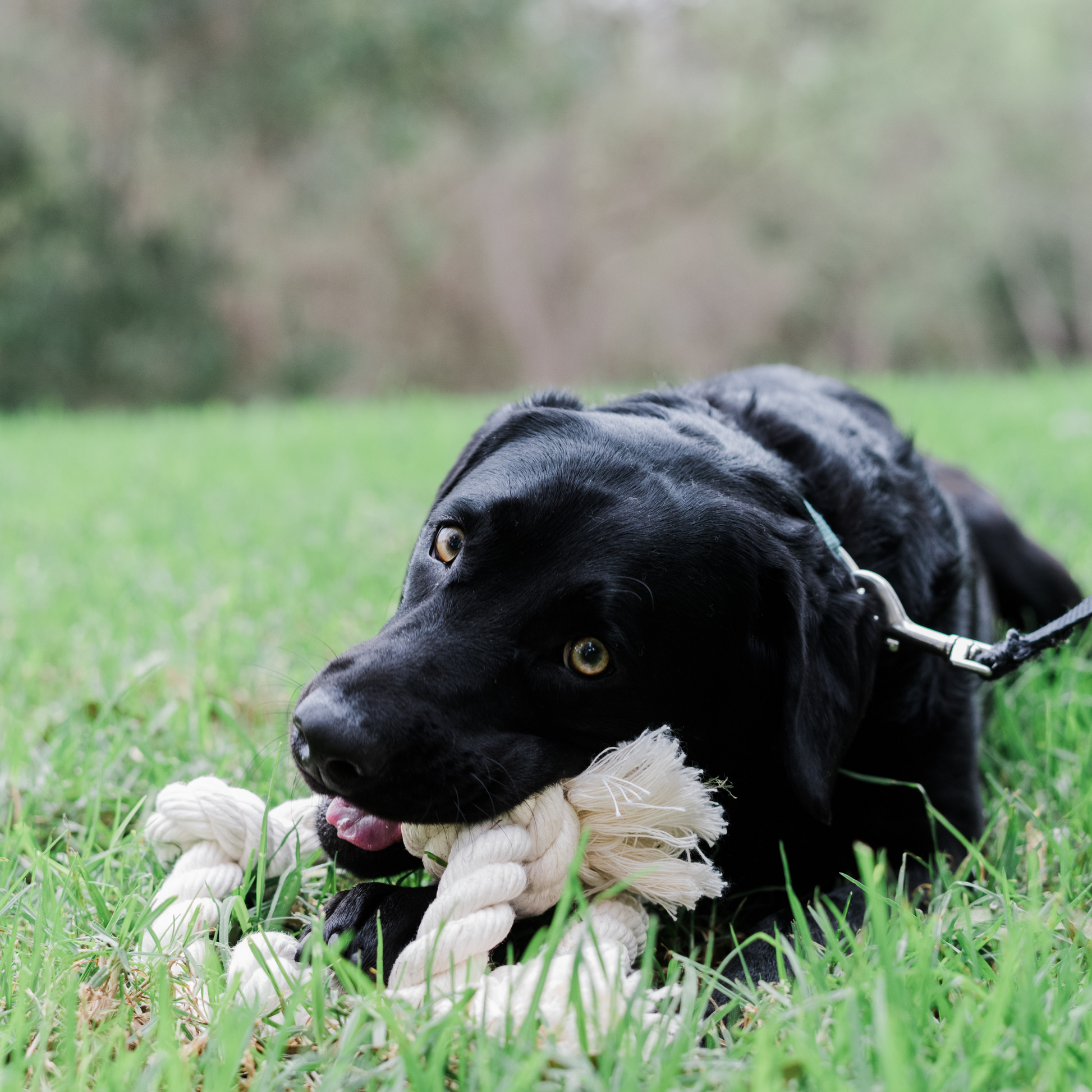 Boba & Vespa 100% Organic Cotton Rope Dog Toy - 5 Sizes - Tampa Home & Garden Store