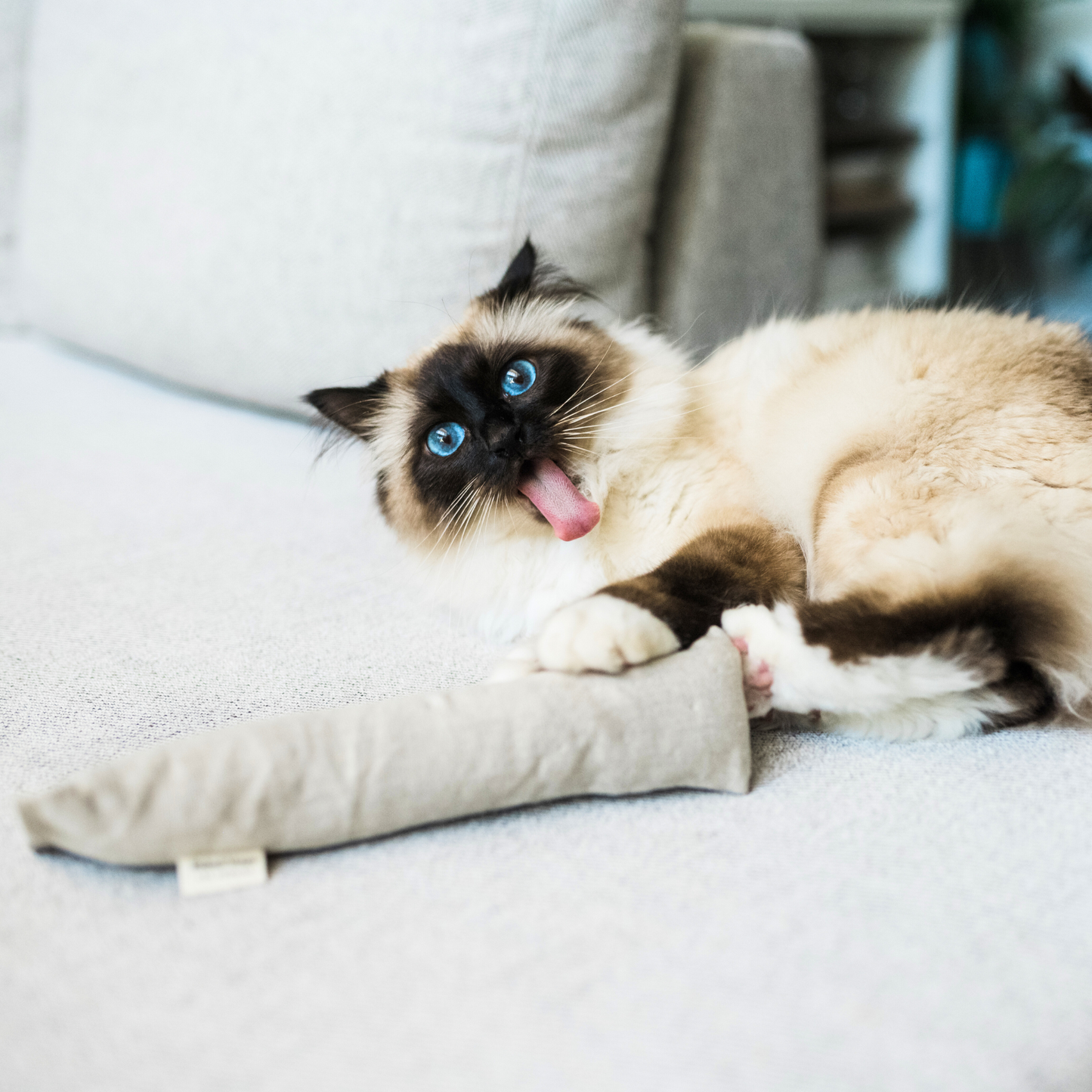 Boba & Vespa Cat Kicker Toy for Bunny Kicks  - DOGS love it too! - Tampa Home & Garden Store