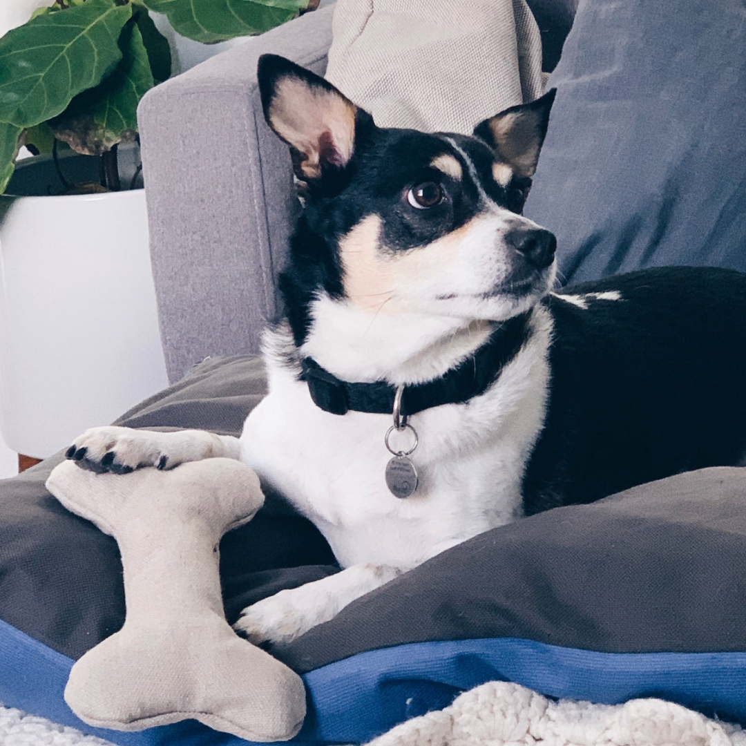 Boba & Vespa Plush Hemp Dog Bone Toy for Gentle Chewers | Soft & Squeaker Free - Tampa Home & Garden Store