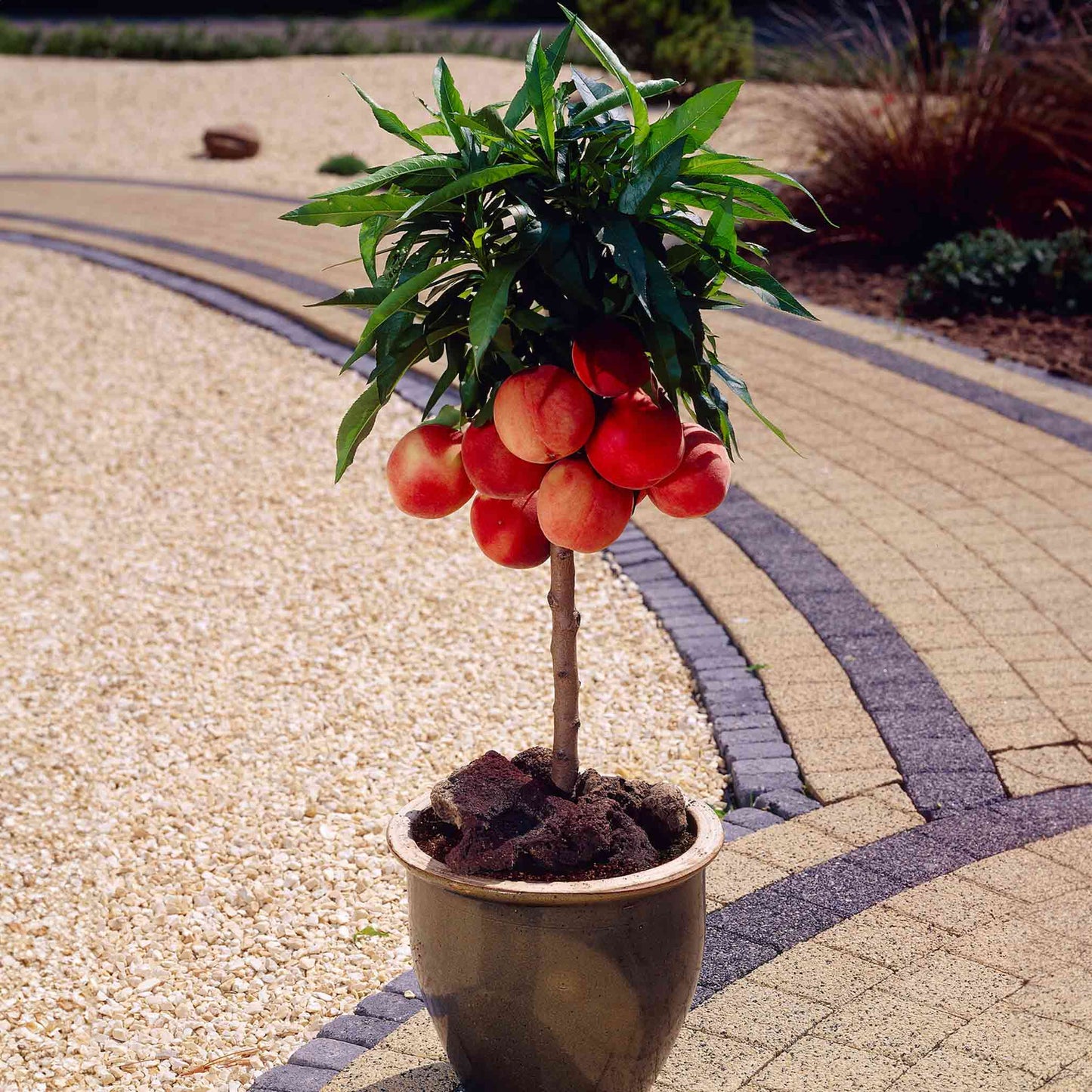 Bonanza Patio Peach plant with hanging peaches, lush green leaves in a pot on Tampa Home & Garden Store