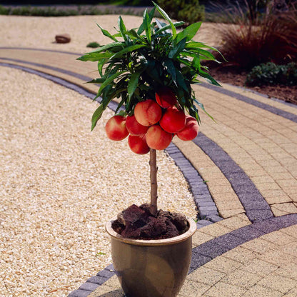 Bonanza Patio Peach plant with hanging peaches, lush green leaves in a pot on Tampa Home & Garden Store