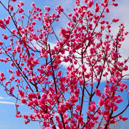 Bonanza Patio Peach plant pink blossoms on bare branches Live Good Logistics on Tampa Home & Garden Store